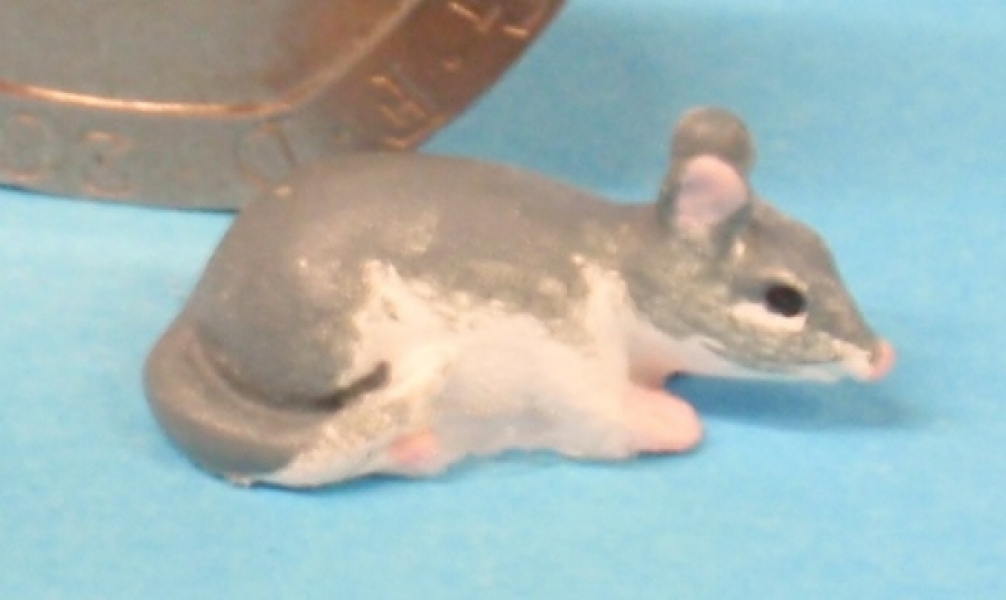 Grey and White Rat