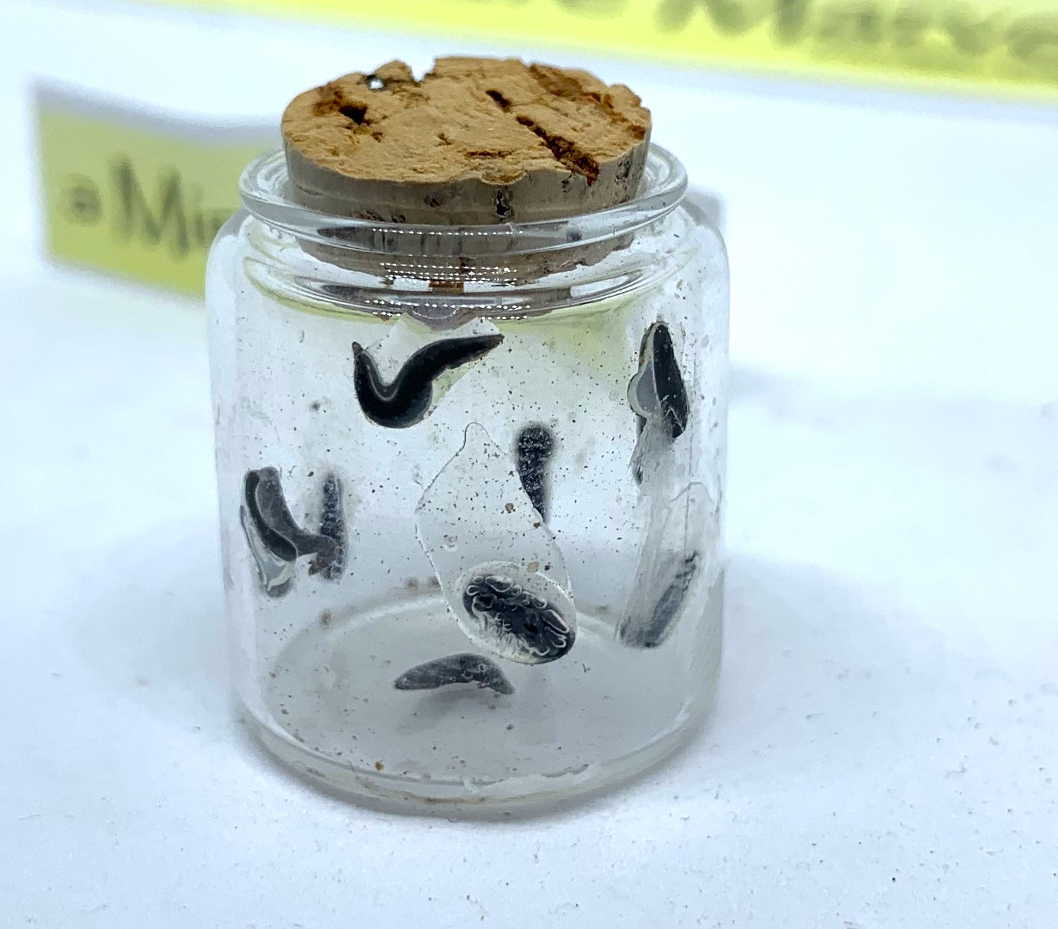 Large glass display jar of Leeches