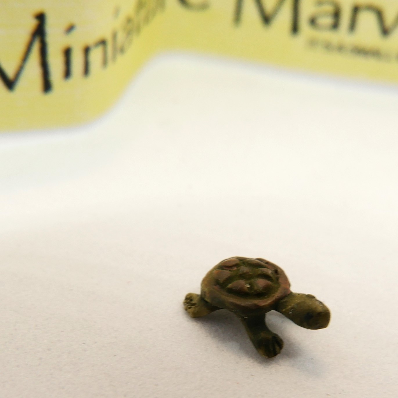 Baby Tortoise